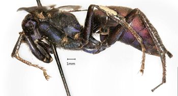 Media type: image;   Entomology 497 Aspect: habitus lateral view